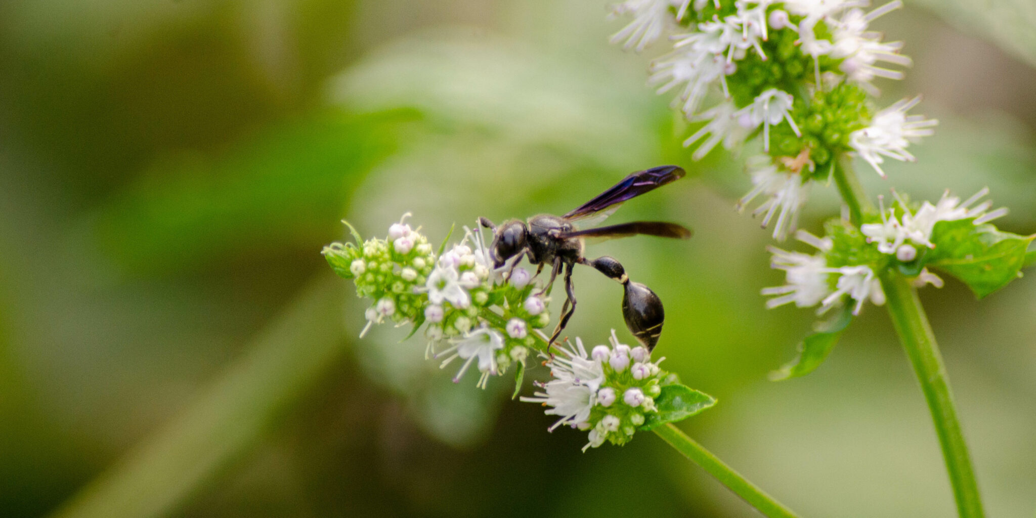 Wasps Illinois Pollinators