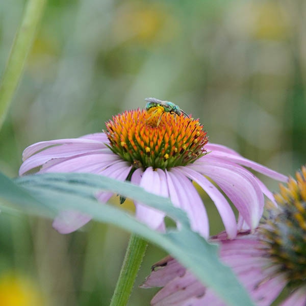 Sweat bee (Halictidae) photo by KJohnson