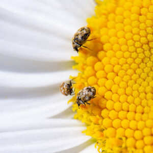 Anthrenus verbasci Varied Carpet Beetles