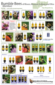 Bumble Bee Field Guide thumbnail