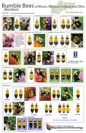 Community Science | Illinois Pollinators