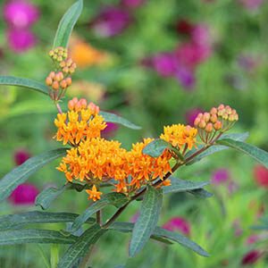Orange Butterflyweed