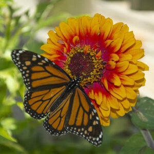 Danaus plexippus monarch butterfly on Zinnia