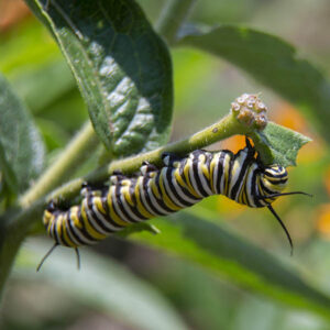 Danaus plexippus monarch caterpillar