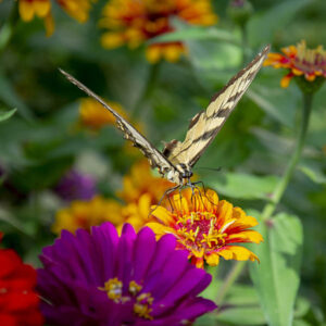 Eastern Tiger Swallowtail Papilio glaucus on zinnia