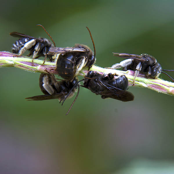 Male Longhorned Bees