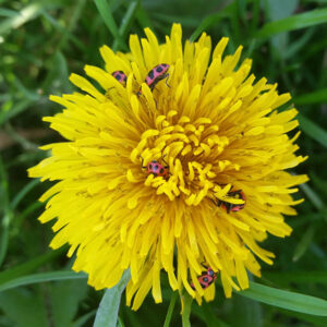 Pink Spotted Lady Beetle Coleomegilla maculata on Dandelion