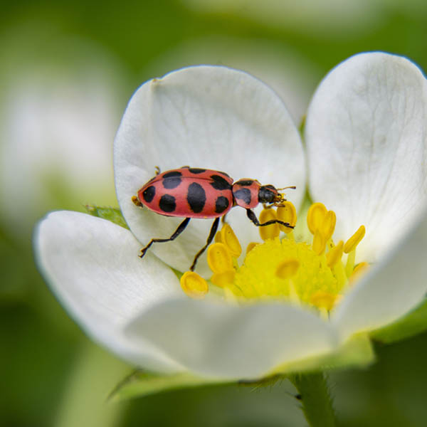 Coleomegilla maculata on strawberry