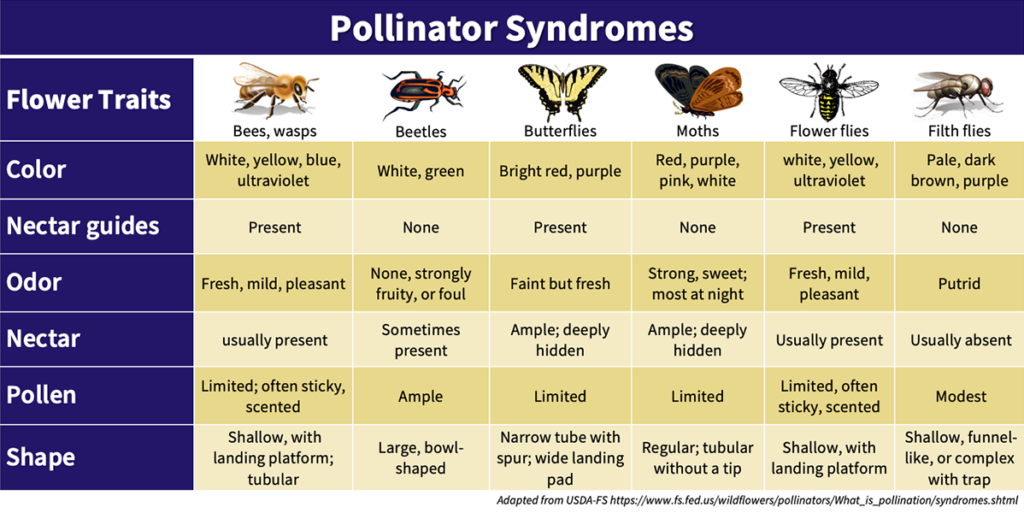 Pollinator Syndromes Chart