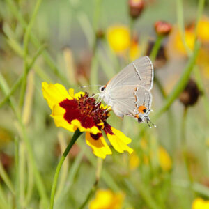 Strymon melinus Gray Hairstreak