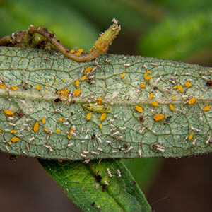 Syrphid Fly larva