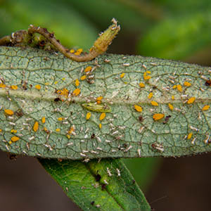 Flies | Illinois Pollinators