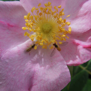 Syrphid flies on rose