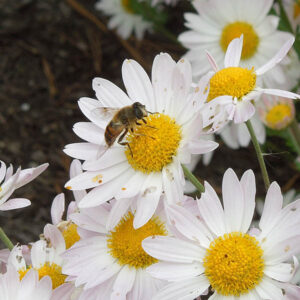 Syrphid fly