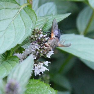 Tachinid fly