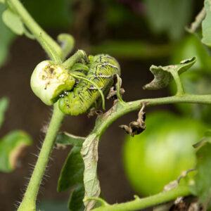 Tobacco Hornworm Feedig on Tomato