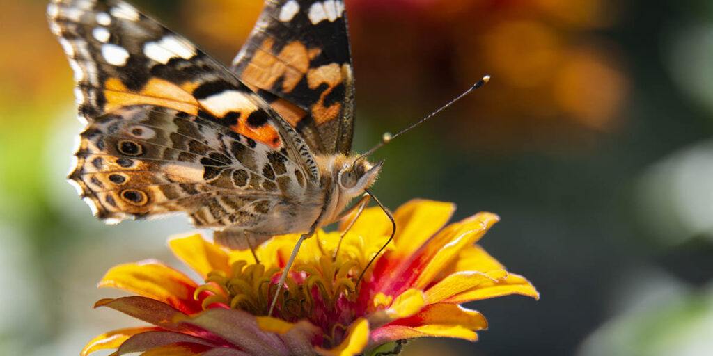 Vanessa cardui on zinnia