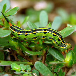 White lined sphinx caterpillar