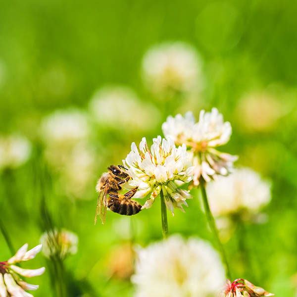 Bee on clover in lawn