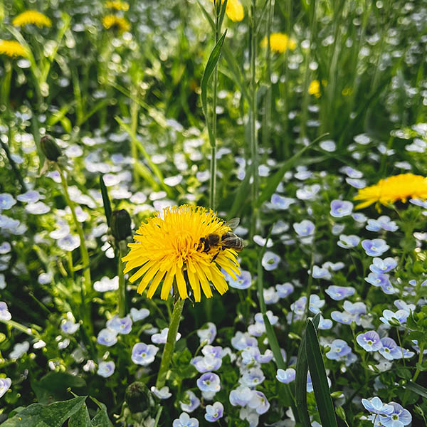 Bee pollinating dandelion