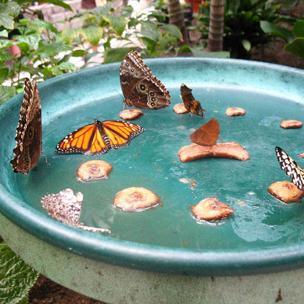 butterfly puddle