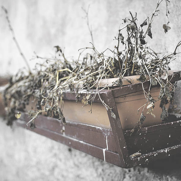 Dead plants in winter