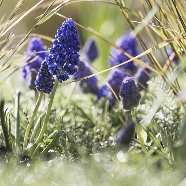 grape hyacinths growing in grass