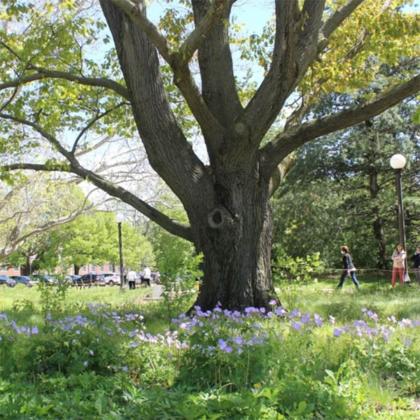 Provide a soft landing under trees