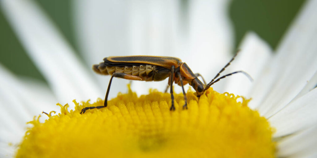 soldier beetle shasta daisy