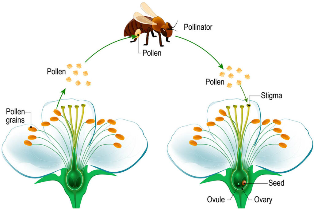 The process of cross-pollination by means of a bee