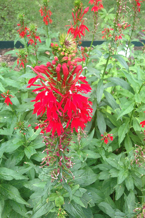 Cardinal Flower | Illinois Pollinators