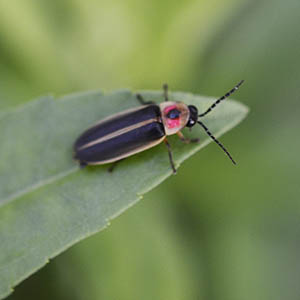 firefly on a leaf