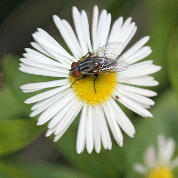 Flies | Illinois Pollinators