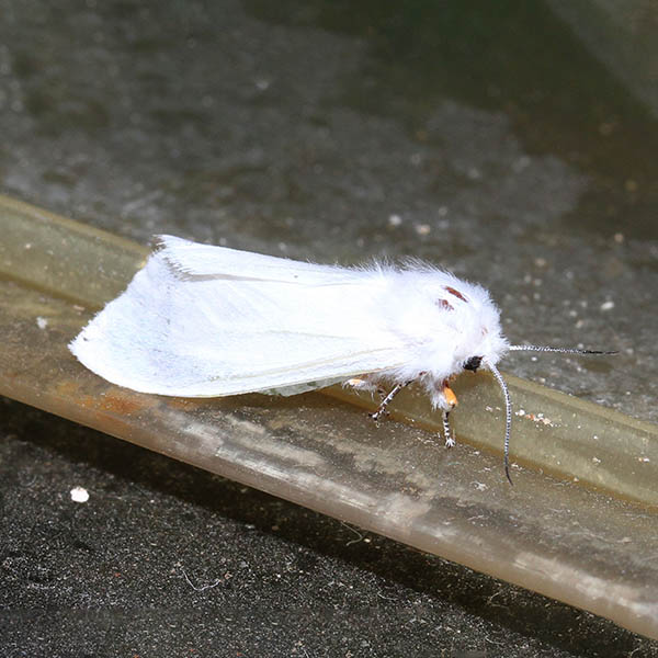 Moths Illinois Pollinators