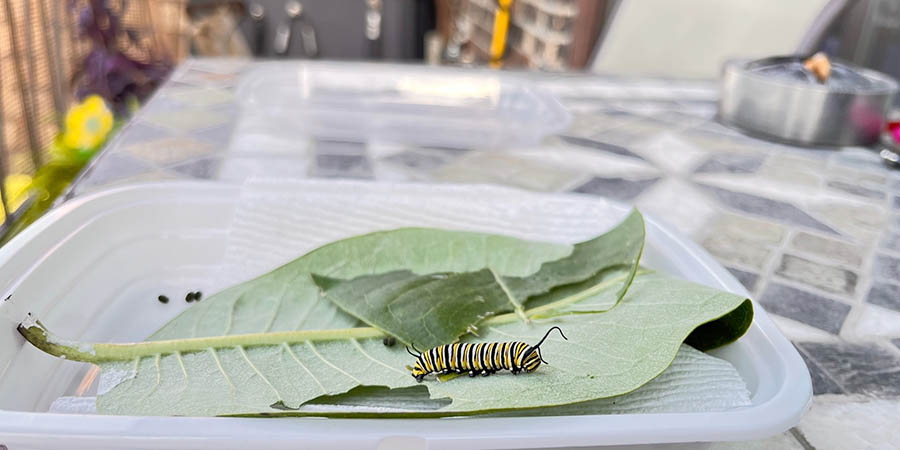 Host plant with caterpillar