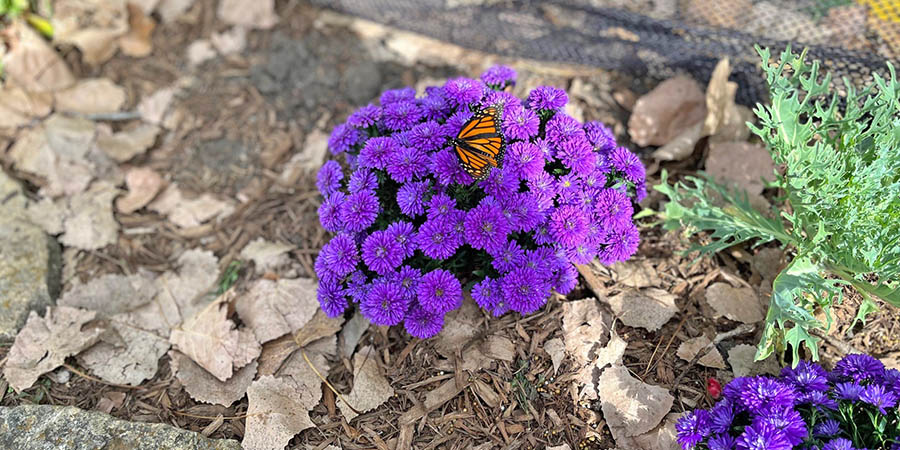 Long late bloom 1