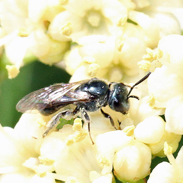 small carpenter bee on viburnum