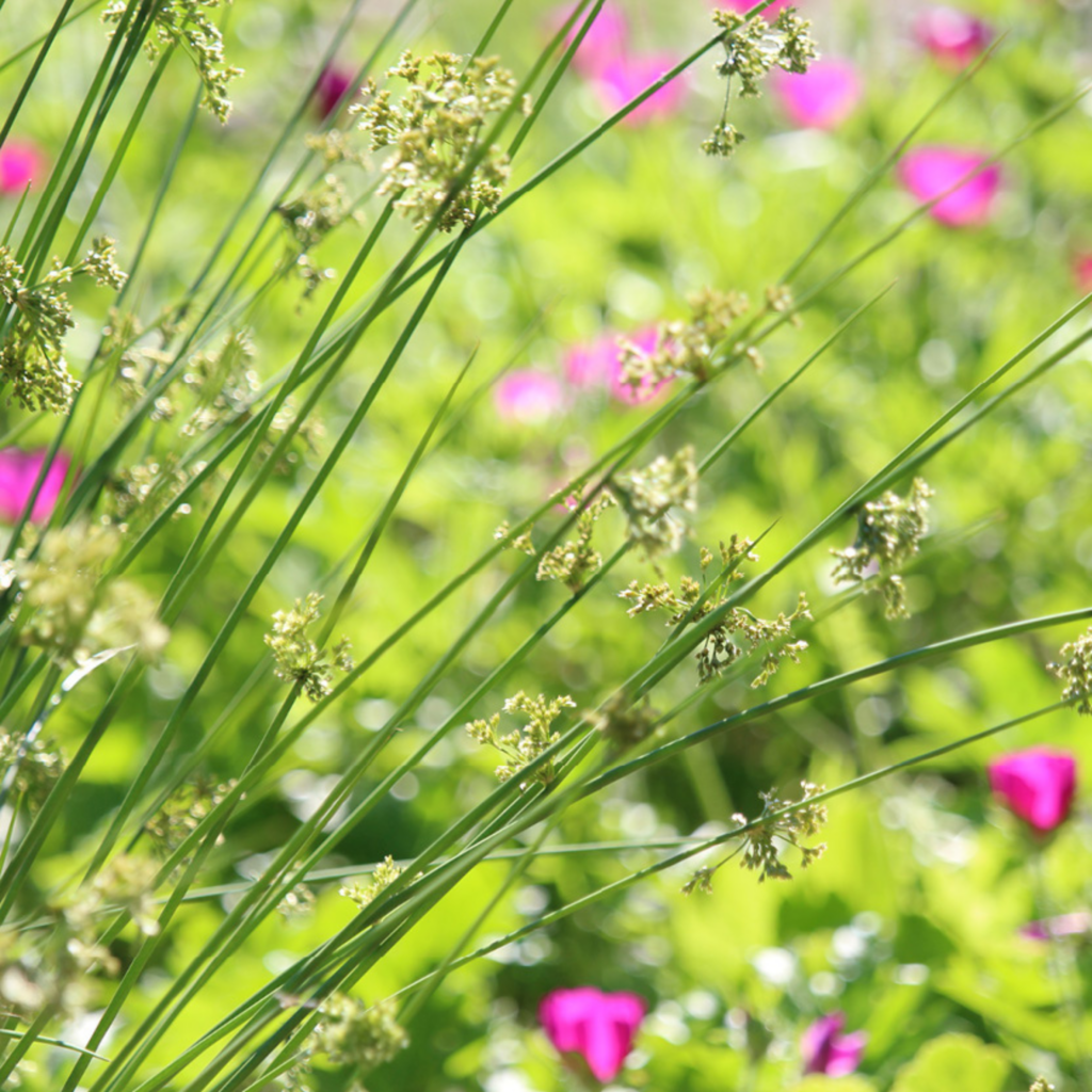 Common rush illinois pollinators