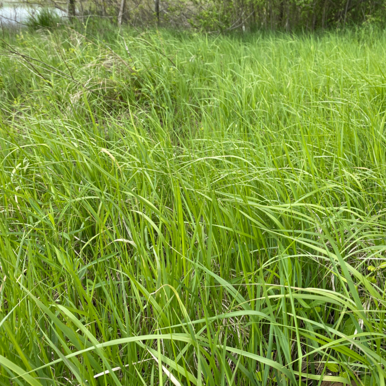 Blue Joint Grass | Illinois Pollinators