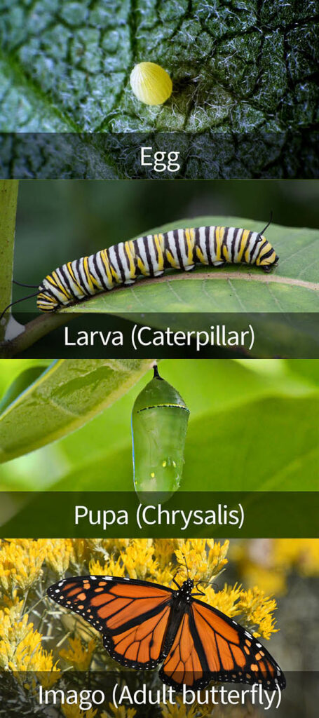 butterfly life cycle: egg, caterpillar, pupa, adult