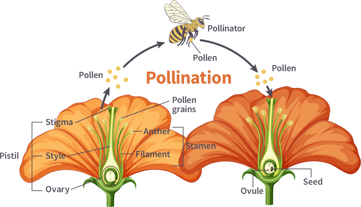 diagram showing pollination process and parts of the flower