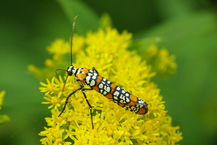 Ailanthus Webworm Moth