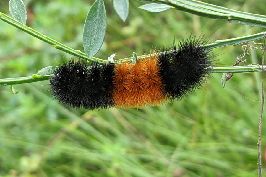 Isabella tiger moth woolly bear caterpillar