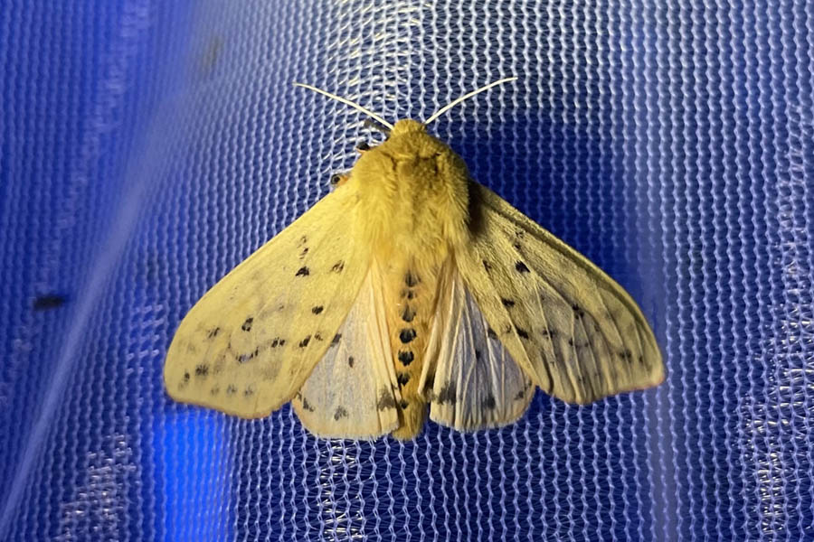 Isabella Tiger Moth