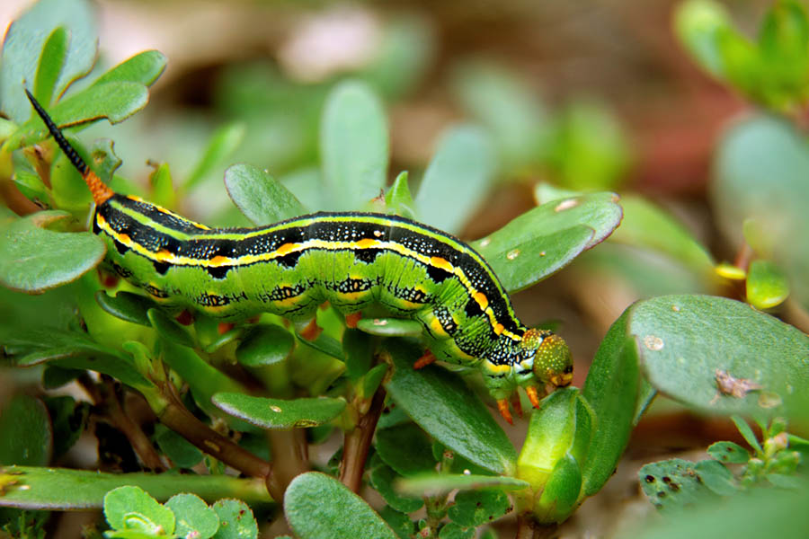 White-lined Sphinx Moth caterpillar