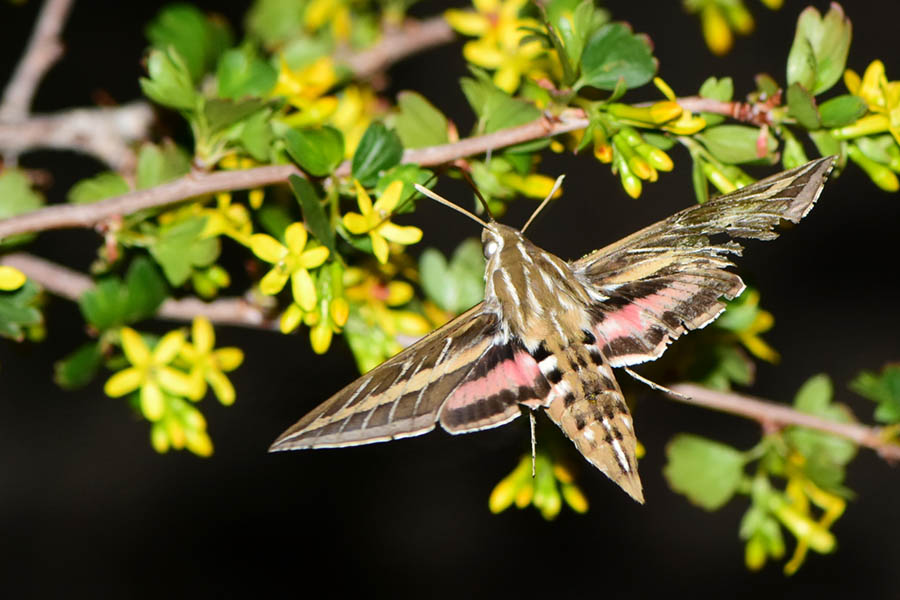 White-lined Sphinx Moth