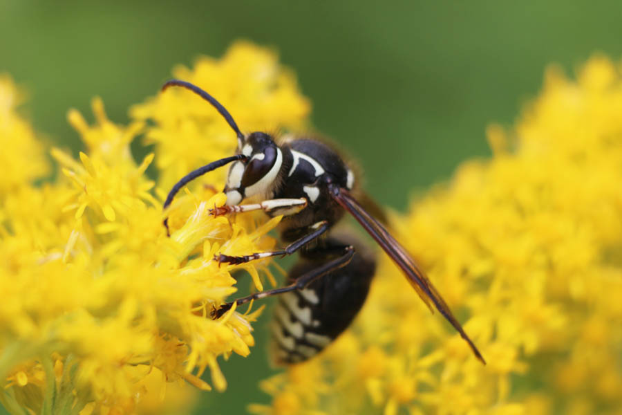 Bald-faced Hornet