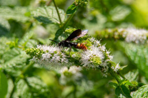 Blue-winged Scoliid Wasp