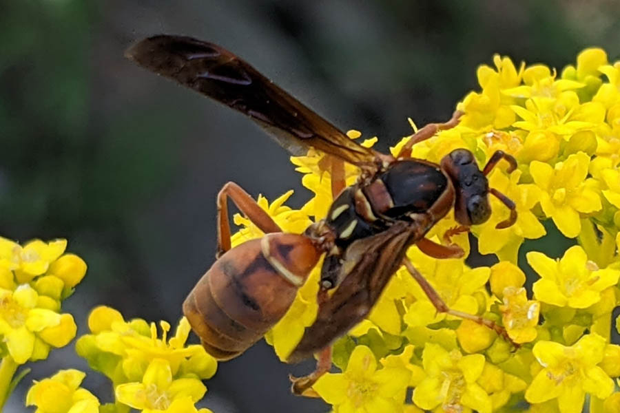 Northern paper wasp