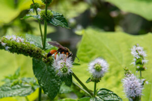 Great Golden Digger Wasp